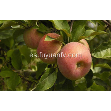 Nueva manzana competitiva competitiva de Qinguan de la cosecha de la exportación